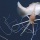 The Magnapinna squid wants you to know it exists so you'll never go swimming again
